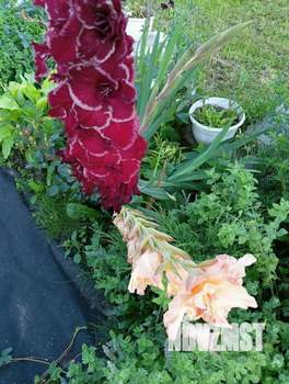 Дом 41м², 2-этажный, участок 5 сот.