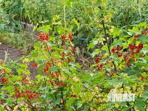 Дом 15м², 1-этажный, участок 5 сот.  