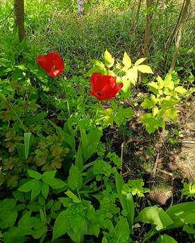 Дом 38м², 2-этажный, участок 5 сот.  