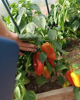 Дом 27м&sup2;, 1-этажный, участок 12 сот.  