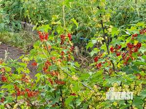 Дом 15м², 1-этажный, участок 5 сот.  