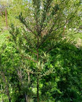 Дом 38м², 2-этажный, участок 5 сот.  