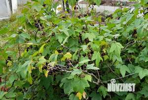 Дом 15м², 1-этажный, участок 5 сот.  