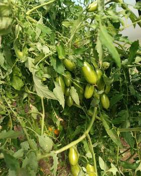 Дом 27м&sup2;, 1-этажный, участок 12 сот.  